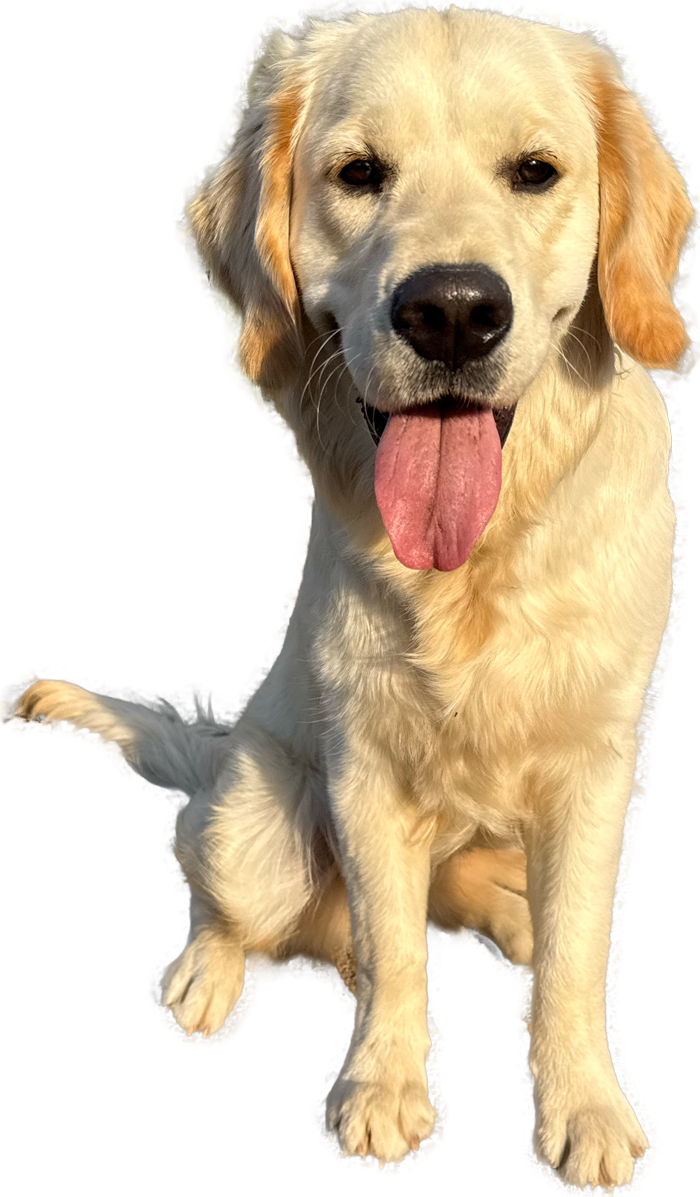 Kanzleihund Lara, Golden Retriever bei Strafverteidiger Florian Rappaport in Freiburg